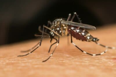 Chikungunya: estudo internacional reúne sete países para acelerar desenvolvimento de vacina